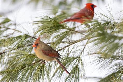 Northern Cardinals Cardinalis Cardinalis Perching On Pine Branches