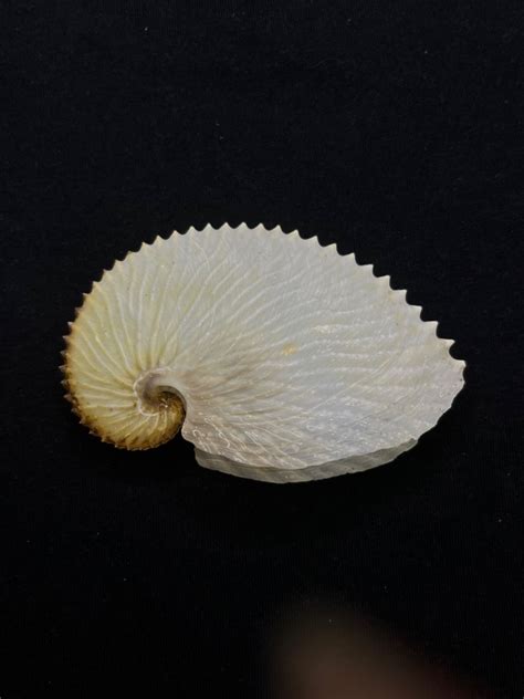 Seashell Paper Nautilus Argonauta Argo Hobbies And Toys Memorabilia