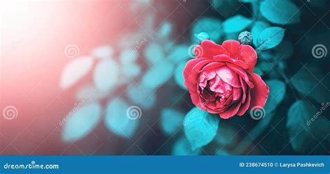 Beautiful Rose Flower In Nature Outdoors In Pink Sunlight On Dark
