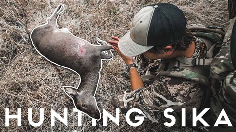 Texas Sika Deer Hunting Hunting Sika Deer In The Texas Hill Country
