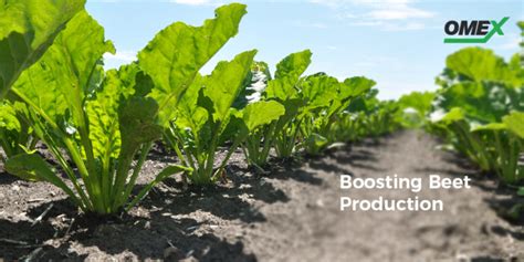 Boosting Beet Production Omex Omex