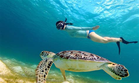 Ticket To Dolphin And Turtle Watching Half Day Tour Traveloka Xperience