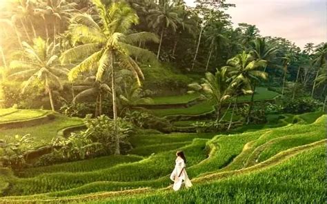 Mau Healing Lihat Pemandangan Hijau Ini Lokasi Sawah Terasering Di Bali Rice Terrace In Bali