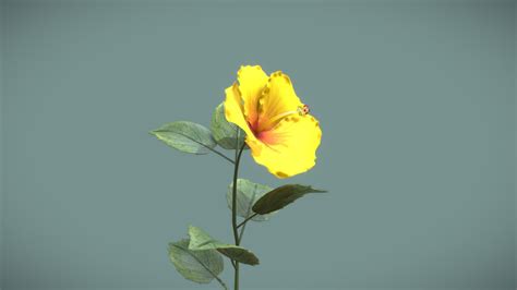 Blooming Hibiscus Time Lapse Animation Download Free 3d Model By