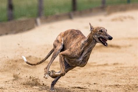Is Greyhound Racing Legal Cruelty And Legality Explained Pet Keen