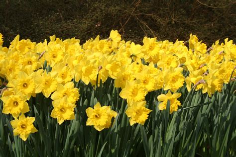 Eight Weeks Of Daffodils Unique Daffodil Mix Dutchgrown