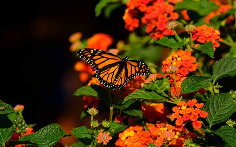 Download Wallpaper 3840x2400 Monarch Butterfly Butterfly