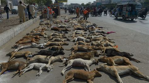 Activists Criticize Pakistans Mass Killing Of Stray Dogs Huffpost Videos