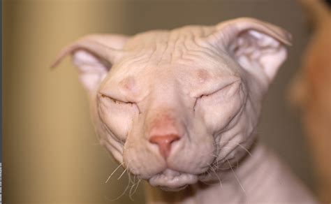 10 Unique Cat Breeds Most Unusual Looking Cats Animal Bliss