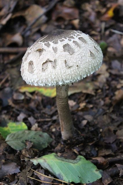 Der stiel des stockschwämmchens ist mit braunen schuppen besetzt. Weißer Knollenblätterpilz - giftige Pilze A bis Z