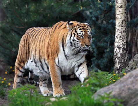 Siberian Taiga Null Amur Tiger Big Cats Siberian