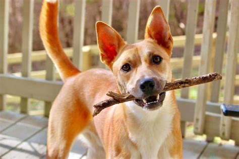 Carolina Dog German Shepherd Mix Info Pictures And Facts