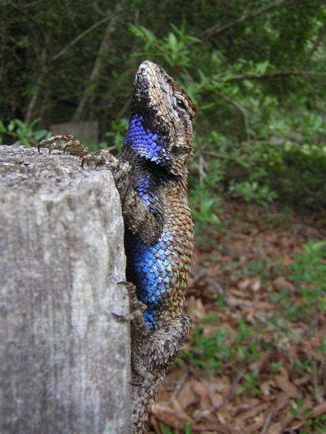 Features That Make Lizards Sexy Are Resilient To Stress