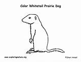 Coloring Prairie Dog Whitetail Tailed Exploringnature Prairiedog sketch template