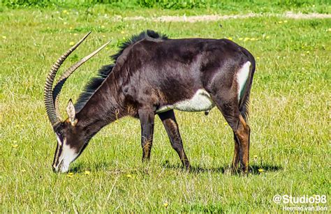 Sable Antelope Herman Van Bon Photography