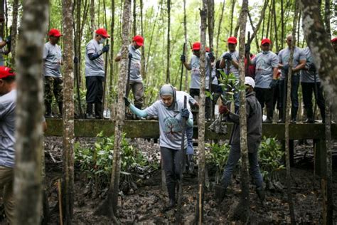 Soalan 16 daripada 39 dalam kategori ini. Selamatkan hutan paya bakau - Utusan Digital