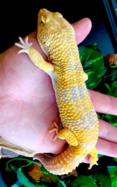 Albino Super Giant Leopard Gecko For Sale Giant Leopard Gecko