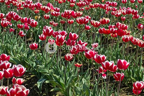 Tulip Flowers Garden Royalty Free Stock Image Storyblocks