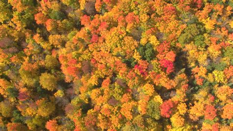Scenic Aerial Of Autumn Colors Trees Forests Stock