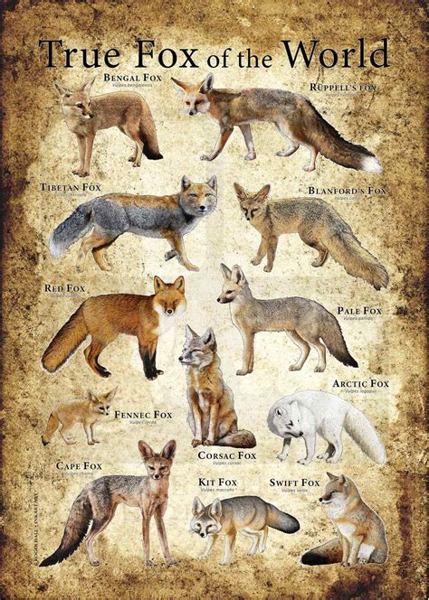 Types Of Foxes