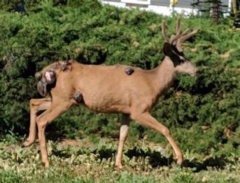 Deer With Huge Warts Vernon News