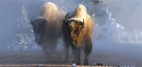 Bison Named Our National Mammal Bad Omen For The Species