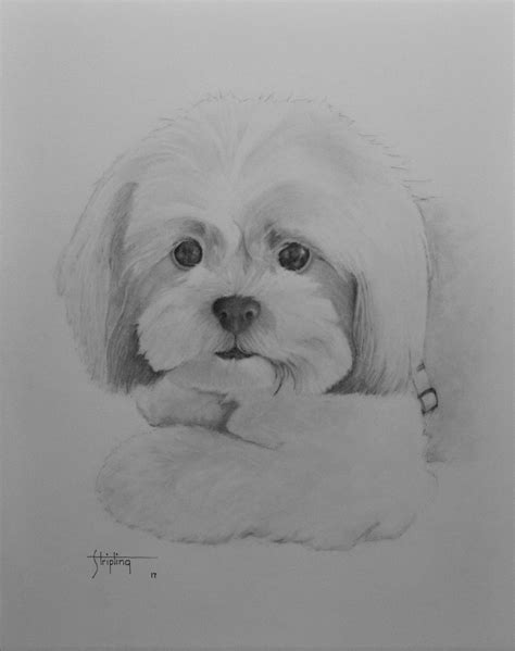 23 Pencil Maltese Dog Drawing L2sanpiero