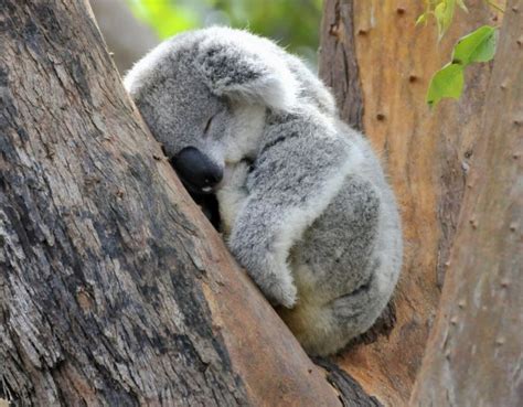 Sleeping Koala Baby Animals Pictures Fluffy Animals Animals Beautiful