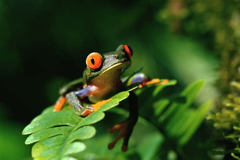 Tree Frog Frogs Photo 40609476 Fanpop