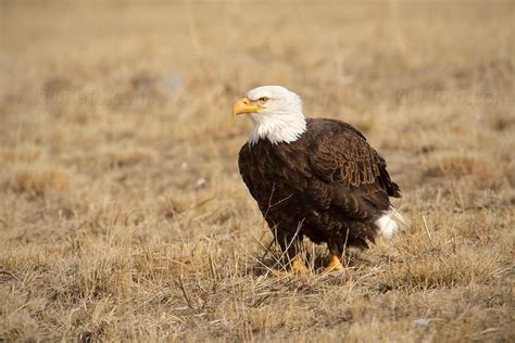 Bald Eagle | Wildlife nature, Wildlife photography, Wildlife