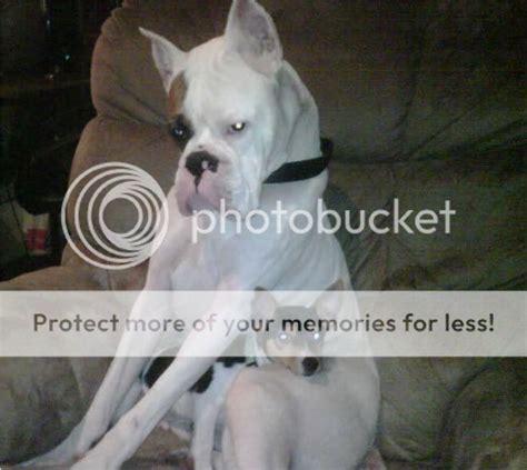 Whats This Bald Spot Boxer Breed Dog Forums