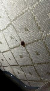 Shop value city furniture today. $45,000 Bed Bug Settlement Against Hotel in Rockville ...