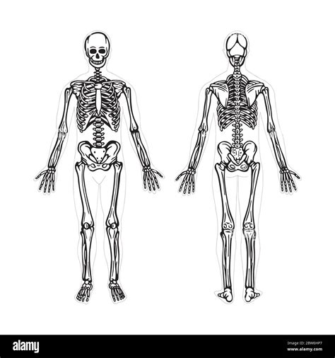 Esqueleto Esqueleto Humano Dibujo A Mano Ilustración Vectorial Vista
