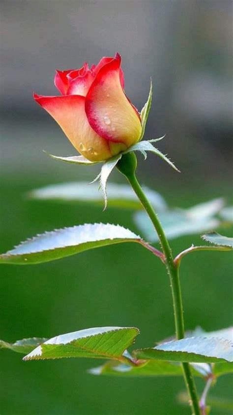 Pin By Ambar Mohan Seamde Ambar Seamd On Pins By You Rose Flower