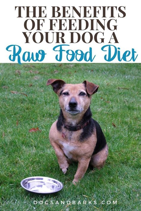 Just trying to get calories in her tummy. The Benefits of Feeding your Dog a Raw Food Diet | Raw ...