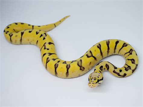 Enchi Spider Super Pastel Yellow Belly Morph List World Of Ball Pythons