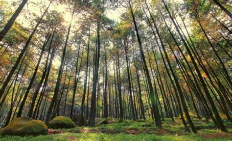 Menikmati Sejuknya Hutan Pinus Di Tengah Kota Smartmama