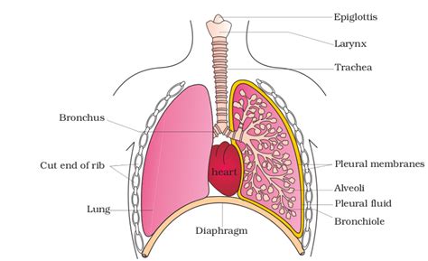 We did not find results for: can anyone show the diagram of lungs - Science ...
