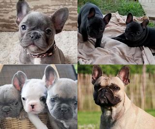 Purchase healthy bulldog puppies at discounted prices at petsworld. Miniature French Bulldog Price | French Bulldog Puppies in ...