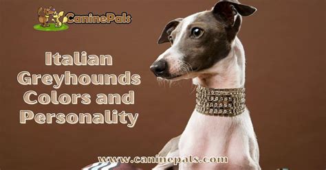 A Look Into Italian Greyhound Colors And Personality Canine Pals