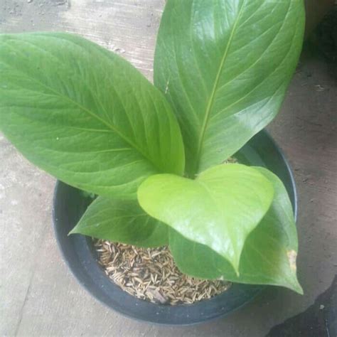 Jual KOBRA KATALOG Dewasa Jemani Anthurium Anturium ...