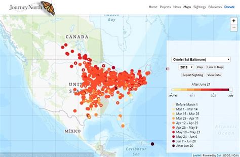 Interactive Bird Migration Map To Track Migratory Birds Seasons