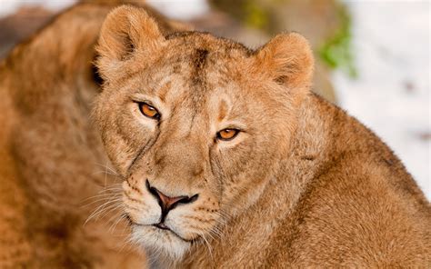 Papeis De Parede Fauve Leão Leoa Animalia Baixar Imagens