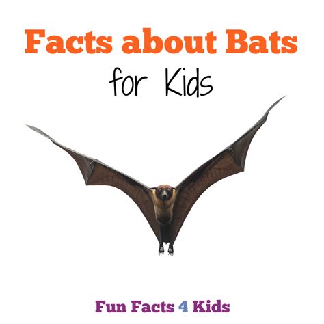 Fun Facts About Bats For Kids Fun Facts 4 Kids