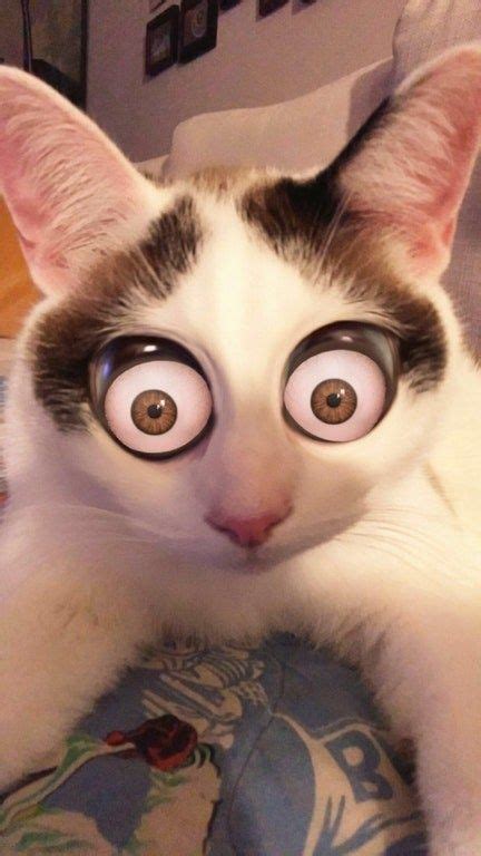 22 Cats That Have Mastered The Snapchat Filter Game Cats Cat Memes