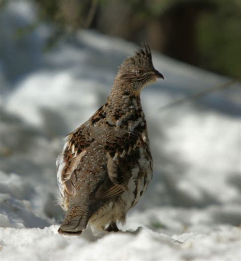 The Rugged Ruffed Grouse Heartbeat Of Our Winter Forests Alliance