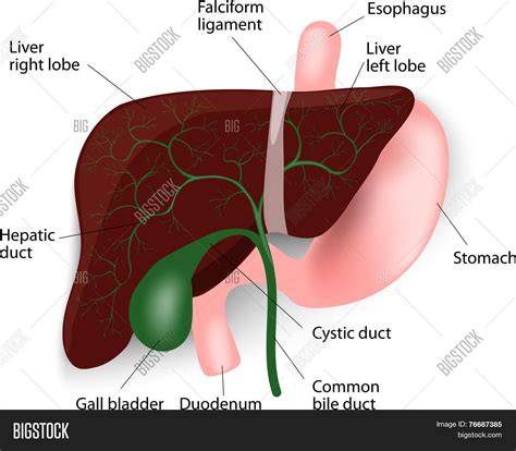 The liver labeled diagram stock vector illustration of system. Human Liver Anatomy Vector & Photo (Free Trial) | Bigstock