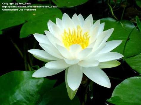 White Water Lily The National Flower Of Bangladesh Beautiful Natural