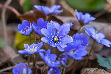 Hepatica Nobilis First Spring Flower Growing In The Forest Stock