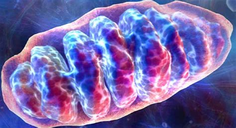 La erradicación de las mitocondrias de las células puede revertir el